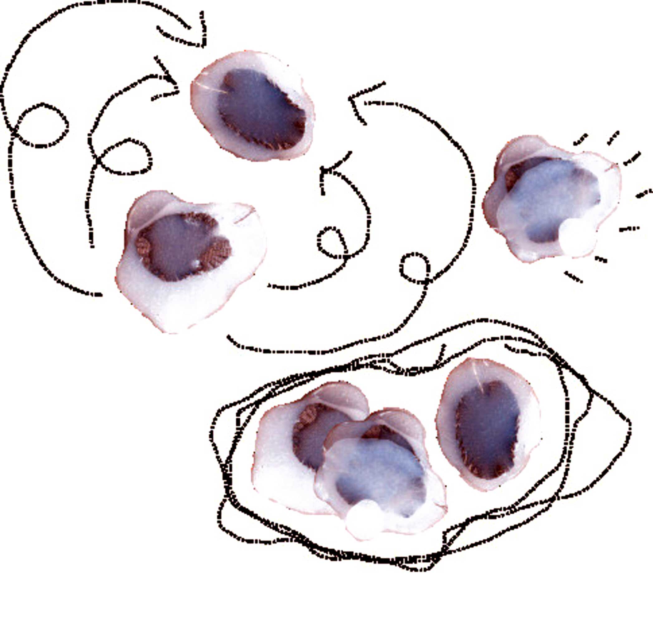 Two translucent blobs need to touch each other to activate something. Depending on how they touch, they will work or not.