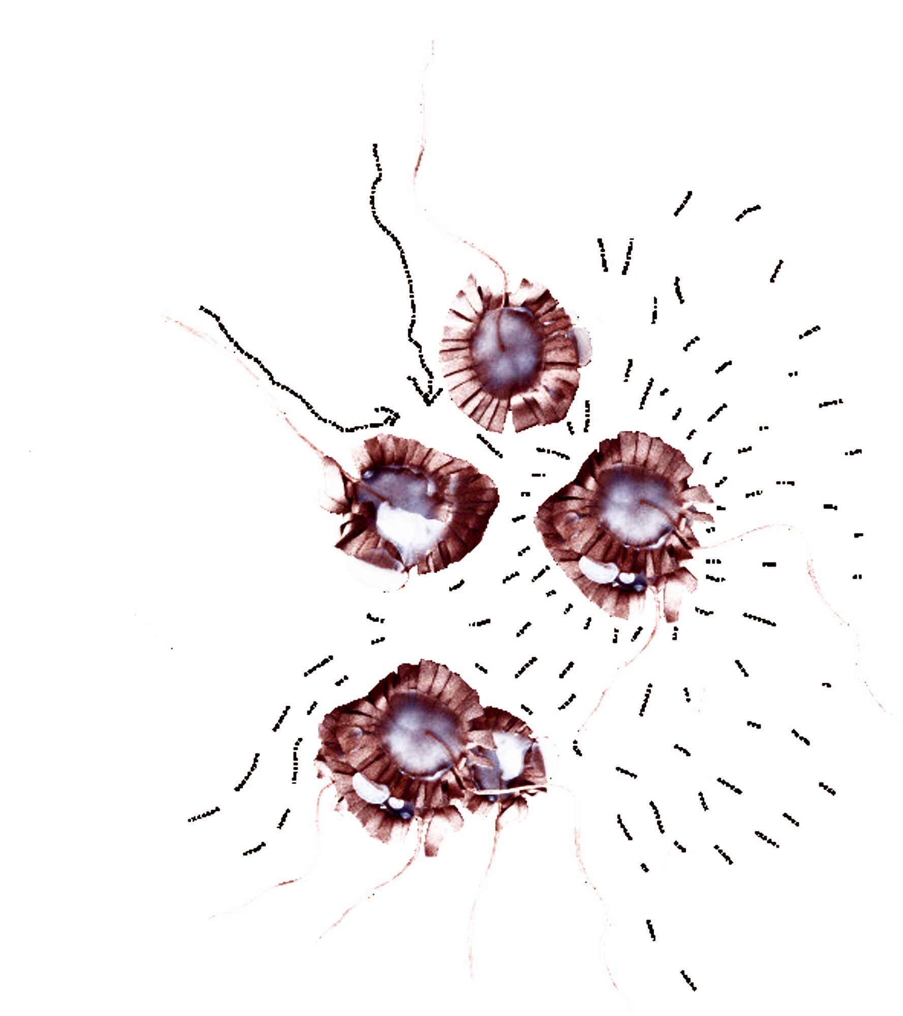 Two creatures with conductive flagella have to touch to connect. They can only touch a little bit and they can activate or de-activate.
