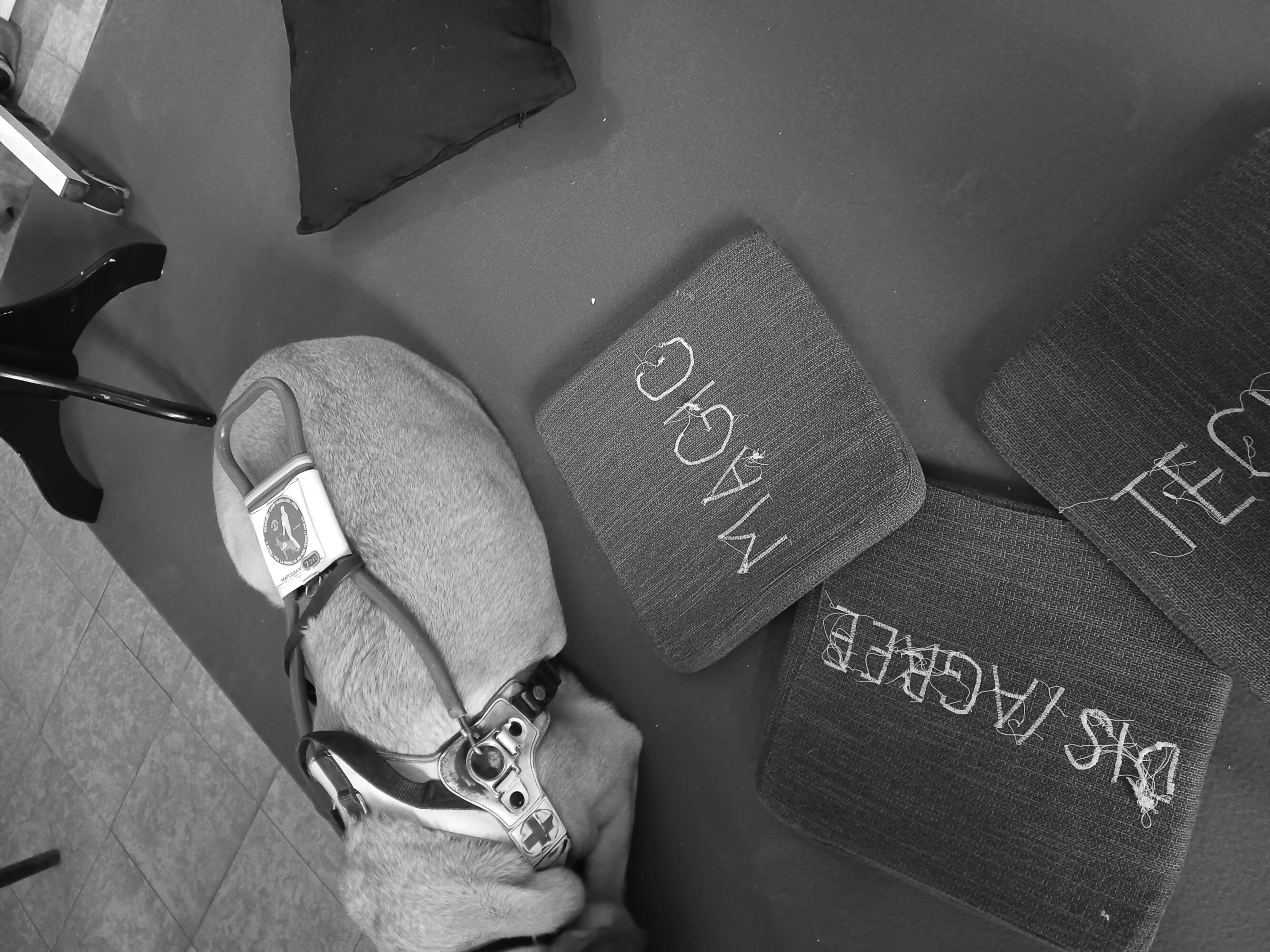A photo taken from above of the Labrador guide dog Otis, lying on a colourful carpet and surrounded by grey cushions on which are embroidered in white the words ‘magic’, ‘disagree’ and ‘tech’.
