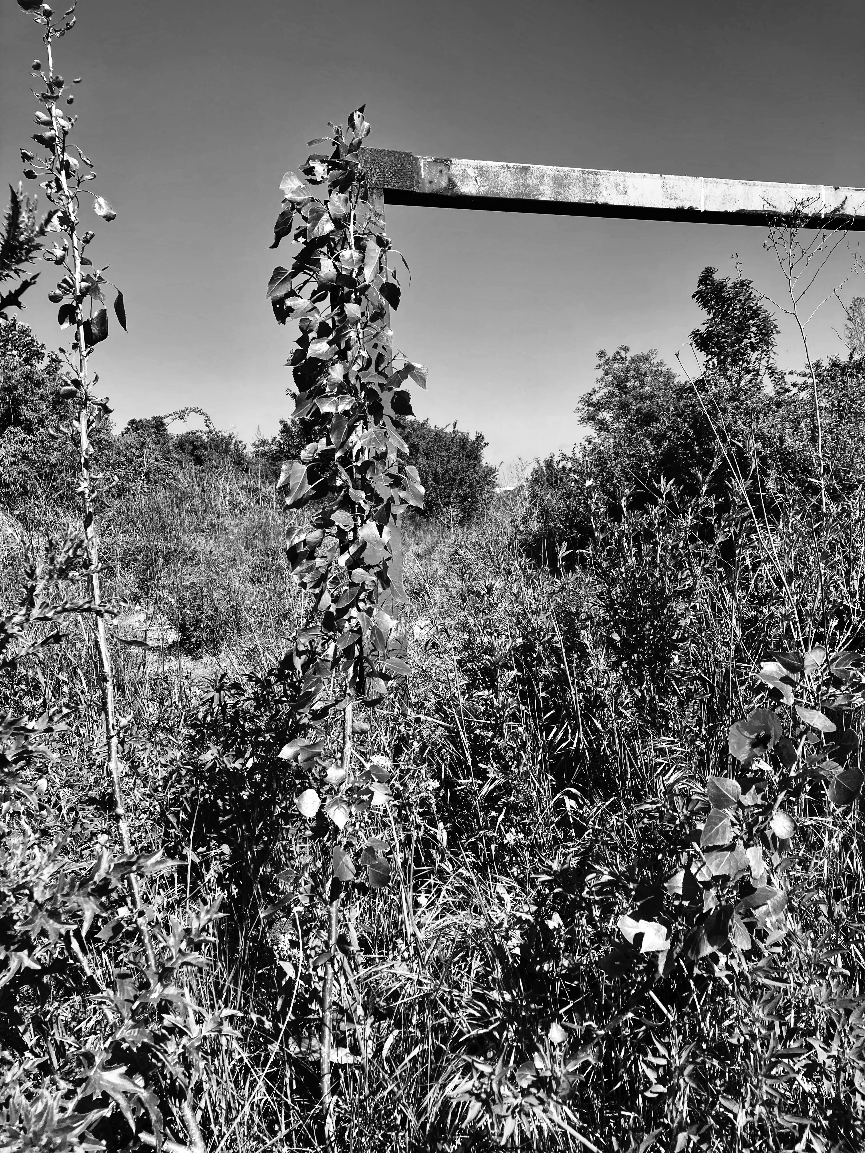 Vue sur « l’oasis », l'espace arboré situé à l'est de la plaine Montceleux le long du chemin du milieu. Photo : Clémence Seurat (2022). 