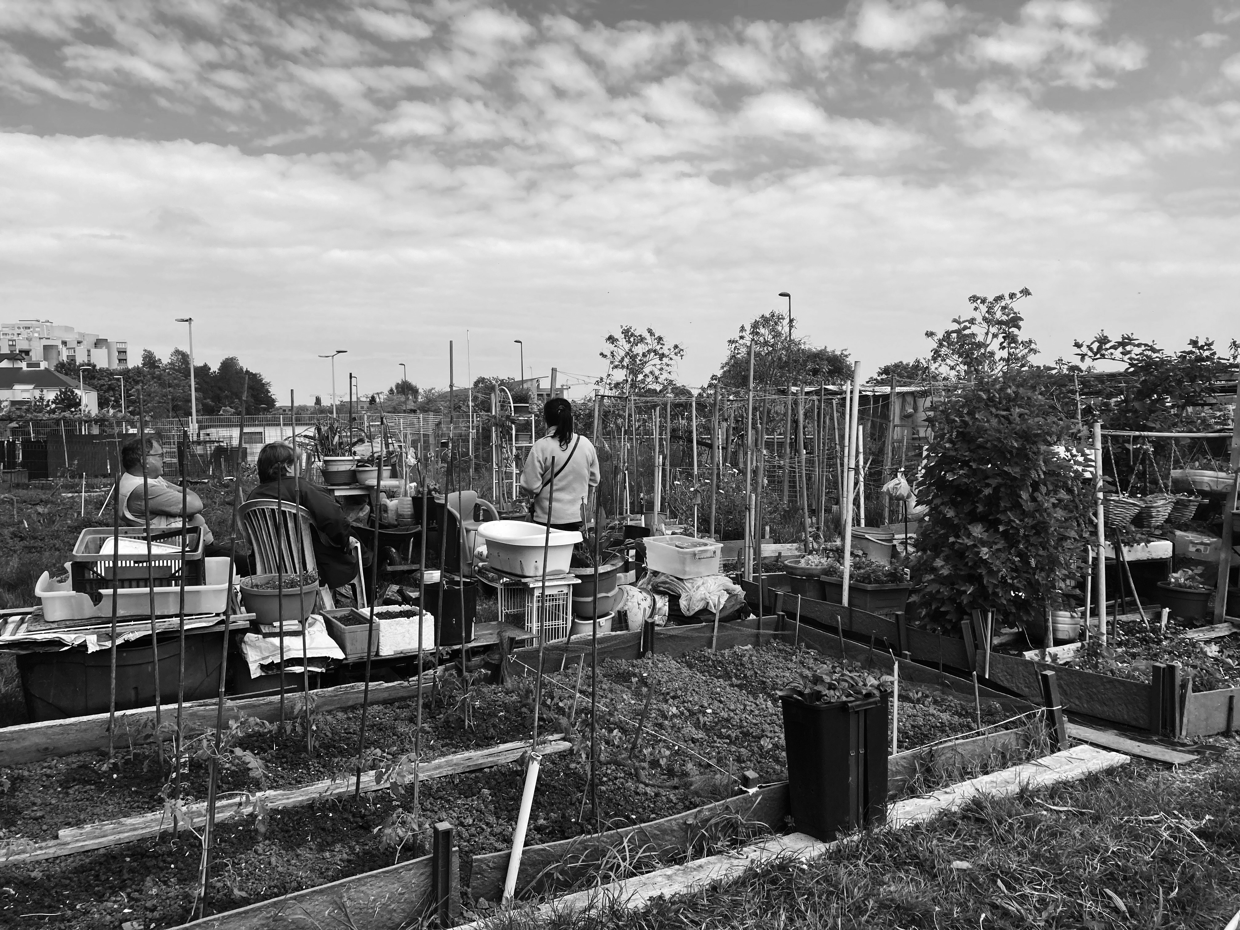 Jean-Luc, Claudine et Thi Mot aux jardins partagés de Pont-Blanc. Photo : Clémence Seurat (2022).