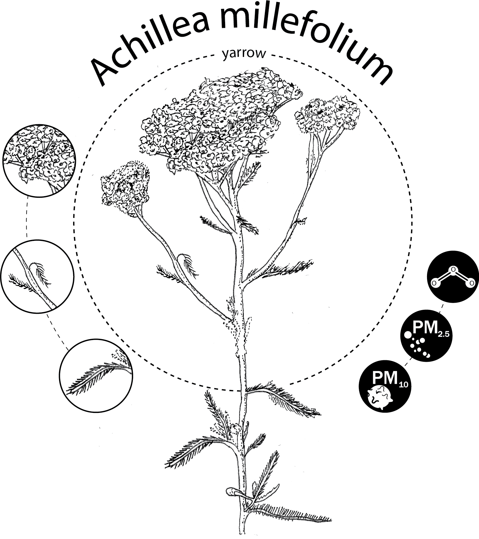 Achillea millefolium