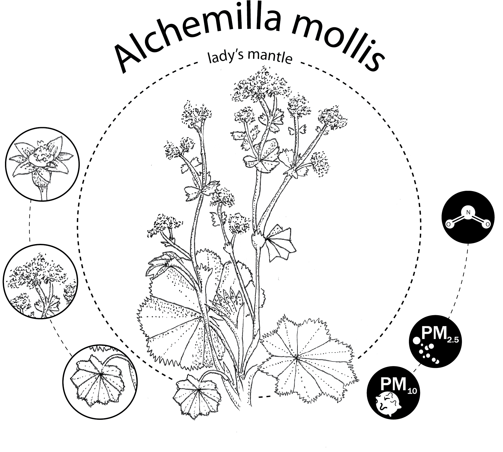 Alchemilla