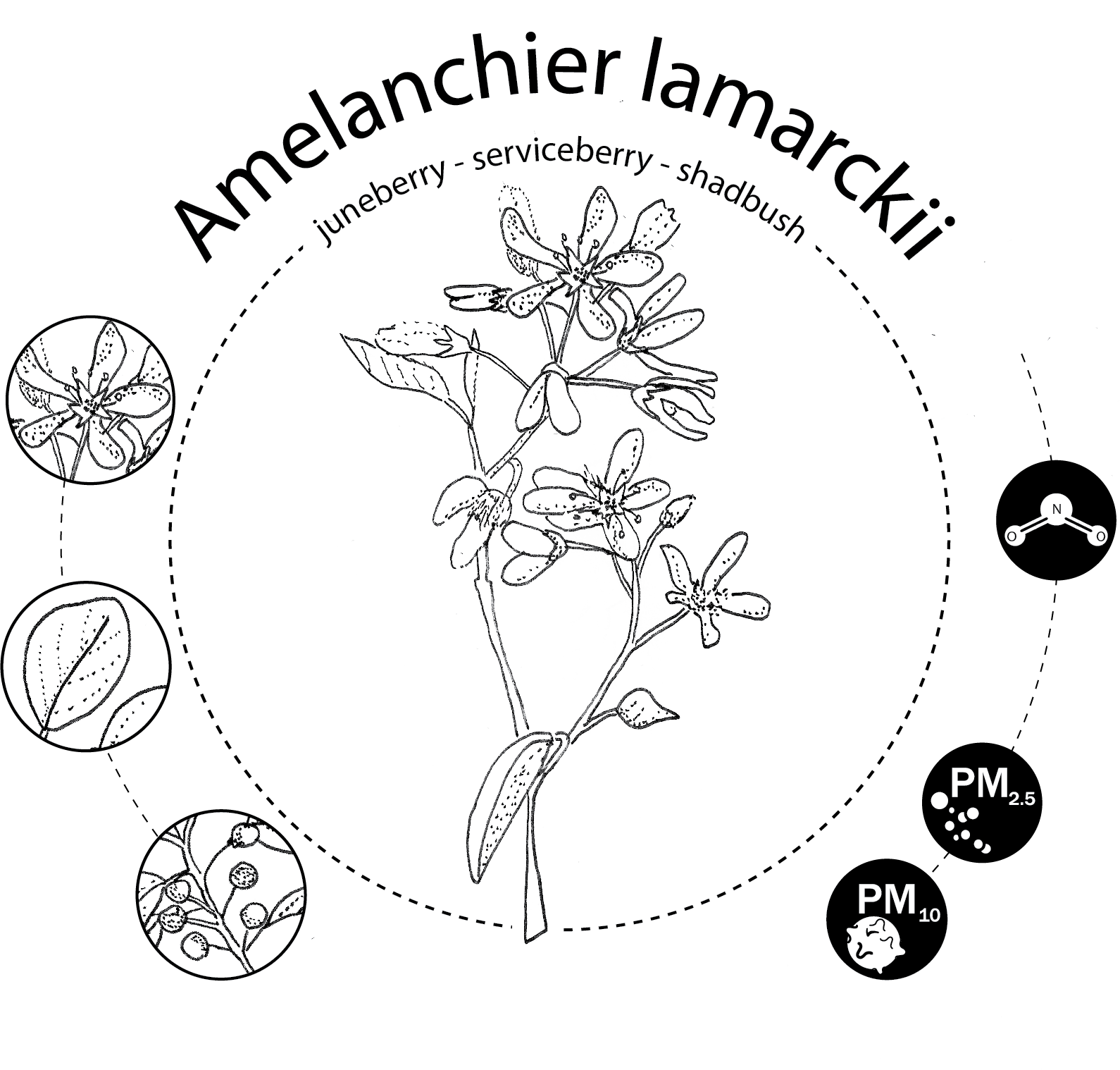 Amelanchier