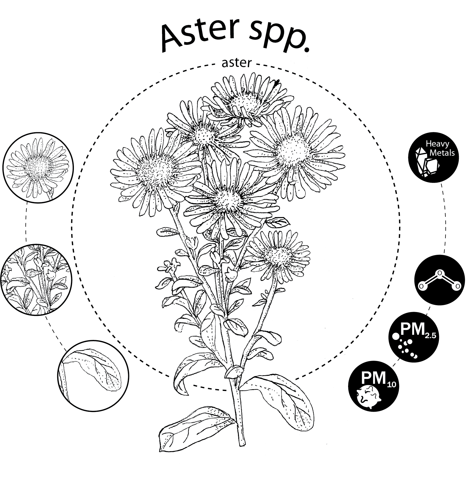 Aster