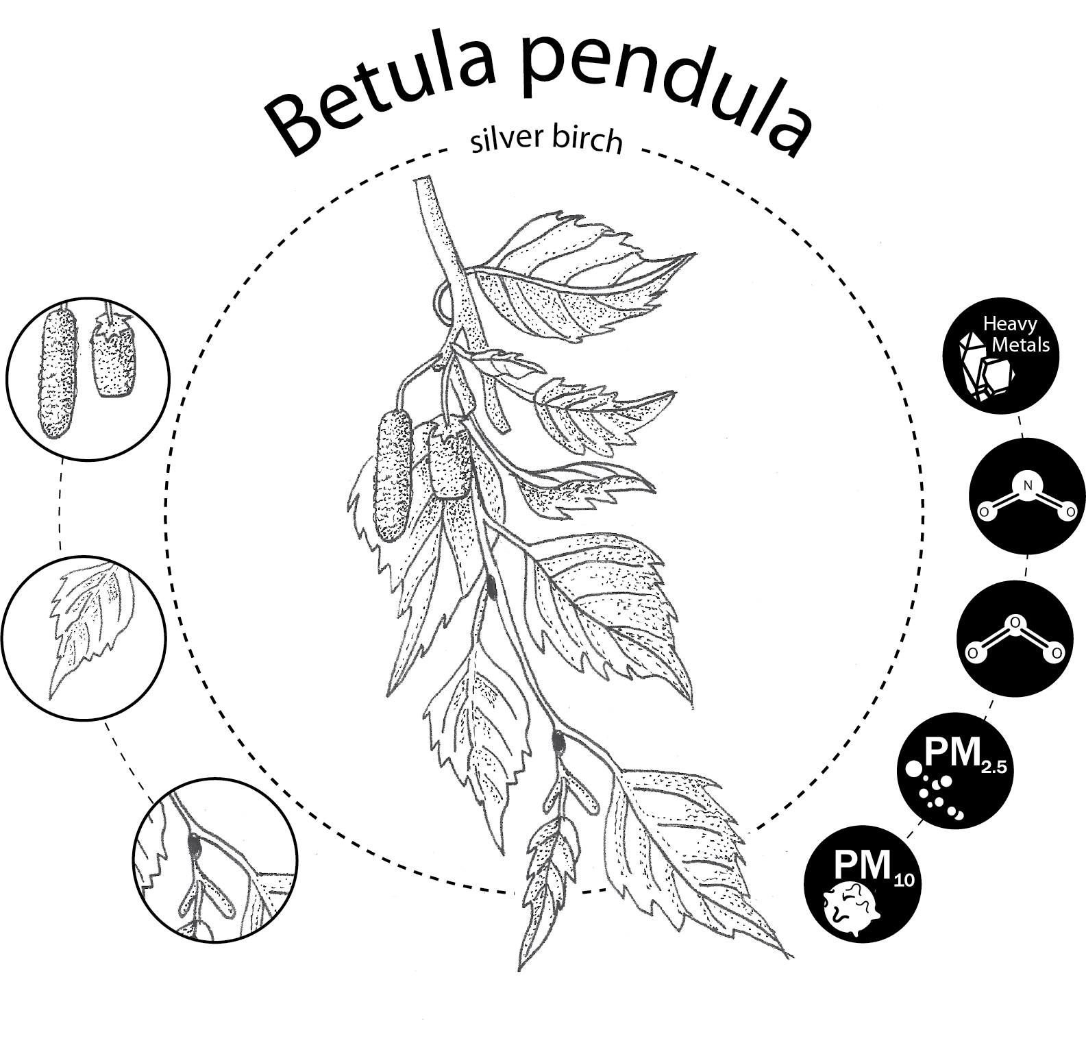 Betula