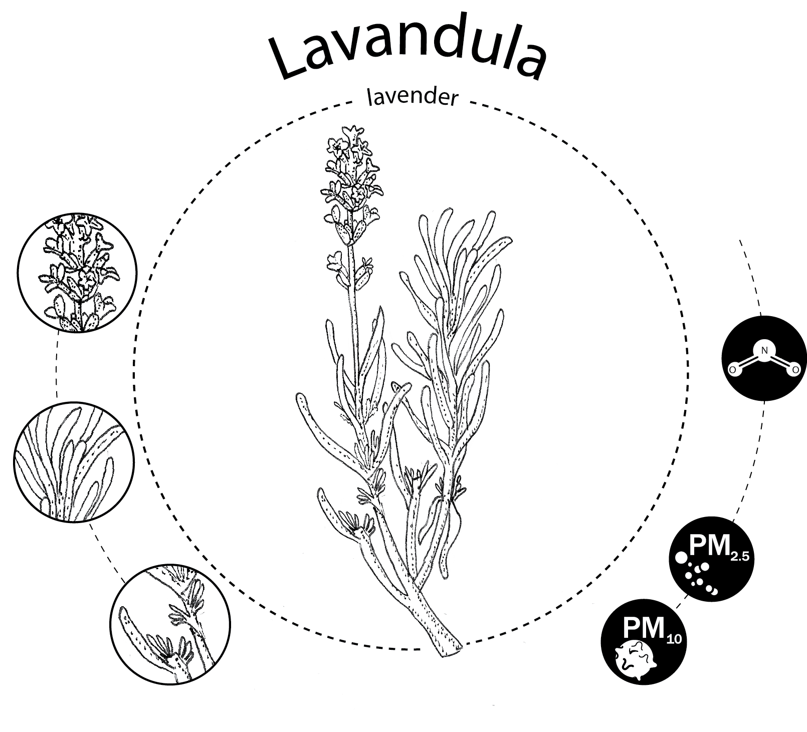 Lavandula