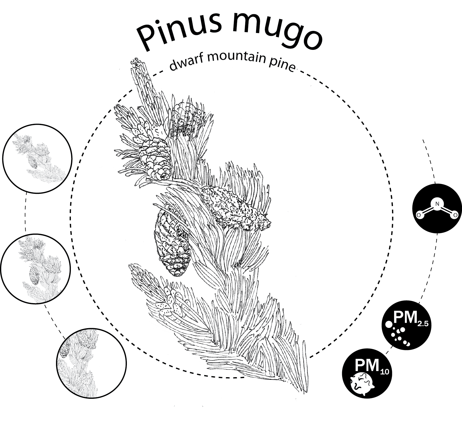 Pinus