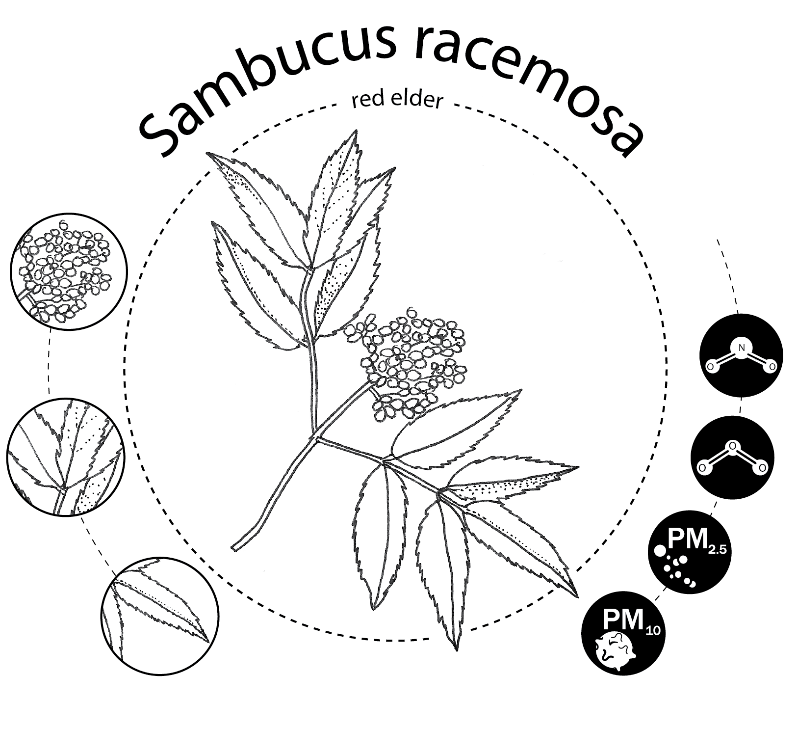 Sambucus