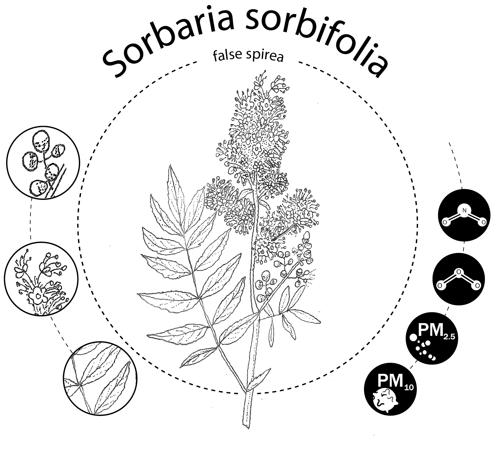 Sorbaria