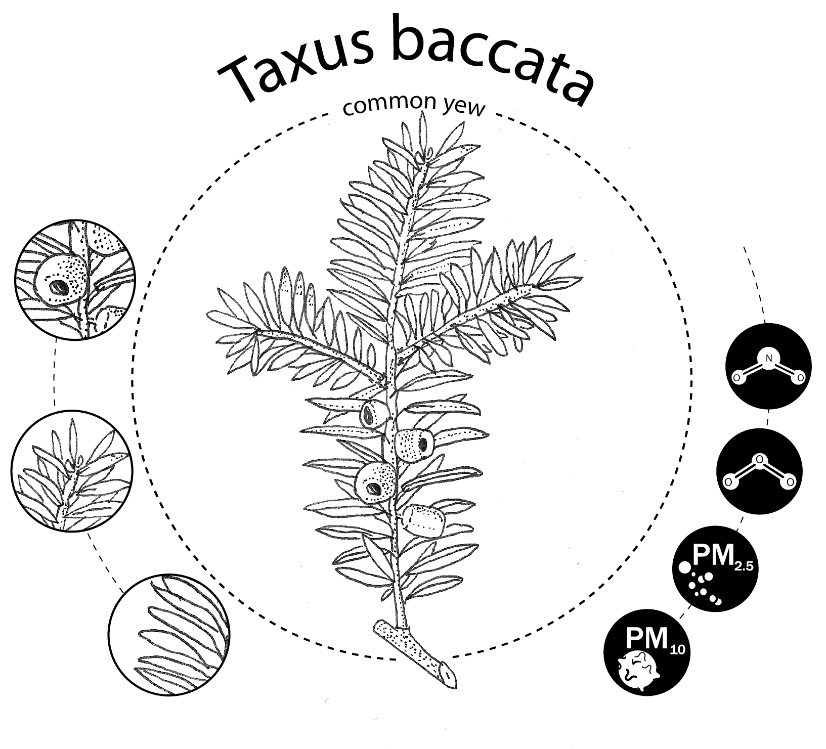 Taxus