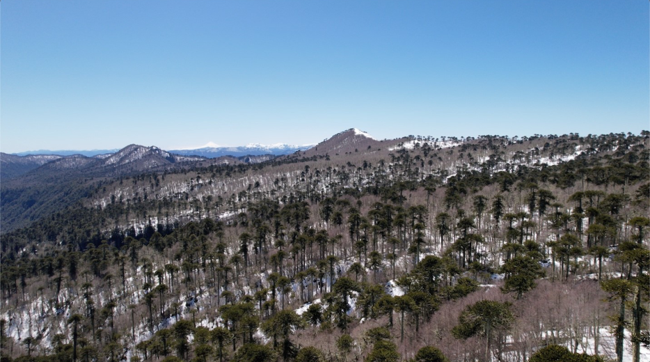 A drone hovers, fixed in the air by its whirring propellers. It is suspended high over snow-capped Chilean mountains. Dark trees stand tall against the frozen peak of a volcano dusted with ash. In this season, forests are thick with bare wintered trees. Rust-coloured branches intersect with the jagged sculptural forms of dark green monkey puzzle trees, or Araucarias. The cold bright skies are high flung, exposed.