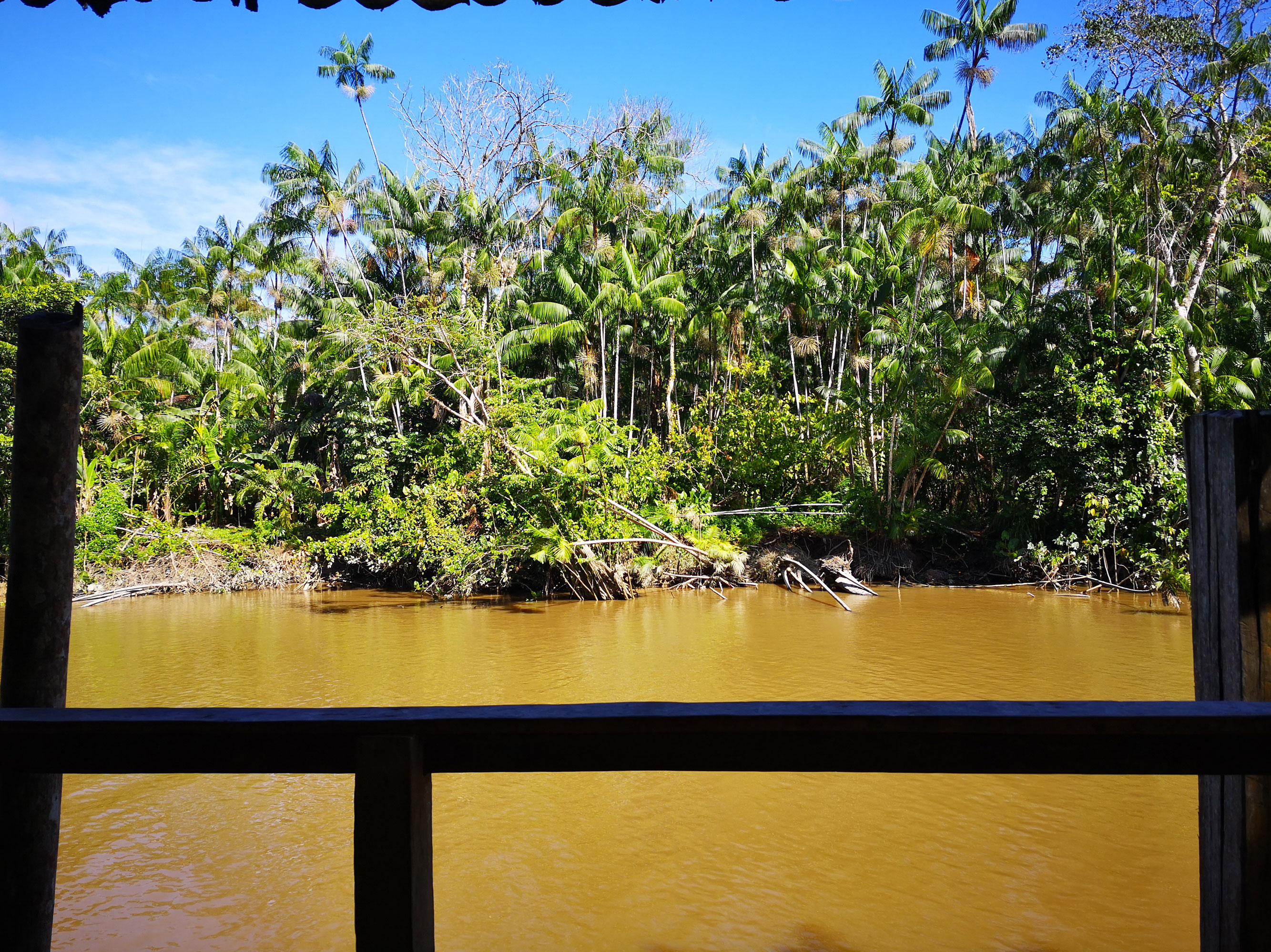 Forest fieldwork. Photo by Priscila Santos da Costaa