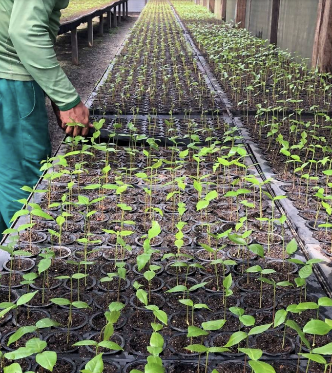 Screenshot of the iPlantforest’s code of conduct.